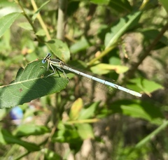 Platycnemis pennipes