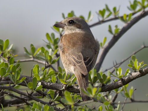 Red-backed Shrike