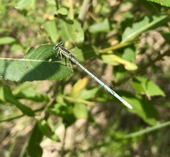 Platycnemis pennipes