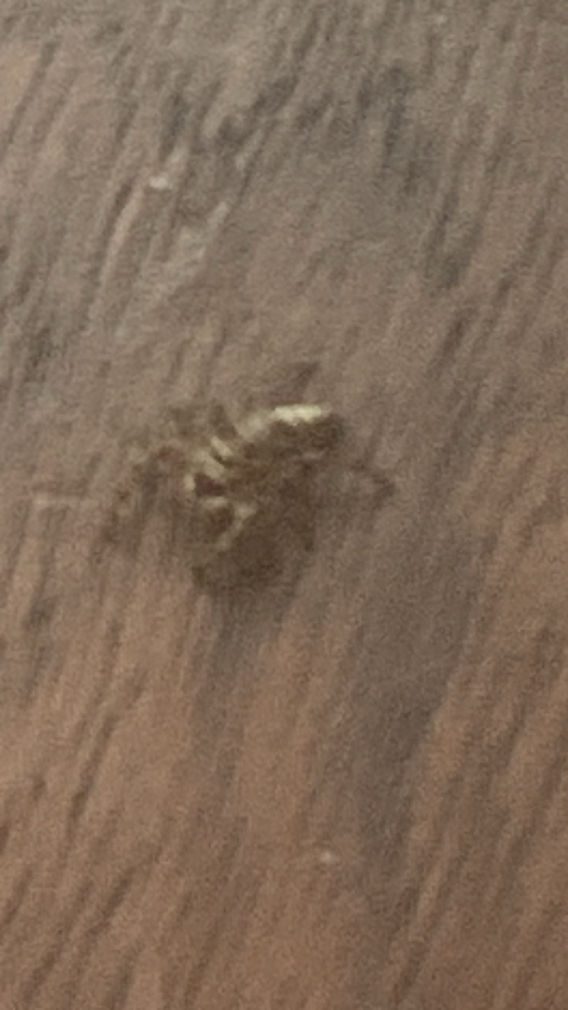 Eris floridana (Banks, 1904)