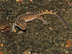 Cyrtodactylus phetchaburiensis