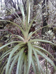 Dracophyllum elegantissimum
