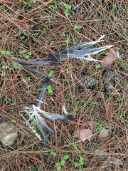 Columba livia domestica