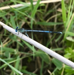 Platycnemis pennipes