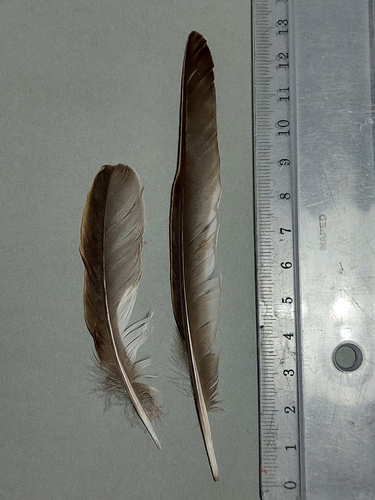 Plume de Grive draine