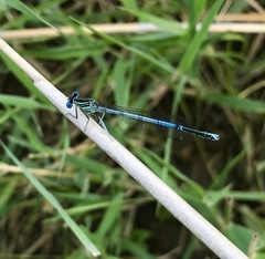 Platycnemis pennipes