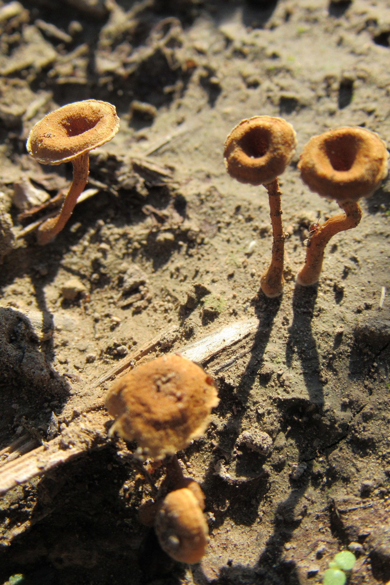 Craterellus tubaeformis image