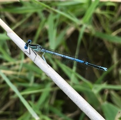 Platycnemis pennipes