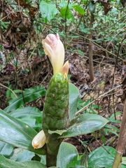 Costus acreanus