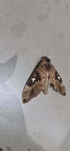 Arrow Sphinx
