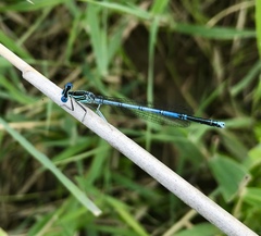 Platycnemis pennipes