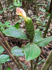 Costus acreanus