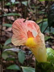 Costus acreanus