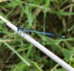 Platycnemis pennipes