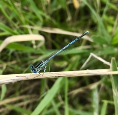 Platycnemis pennipes