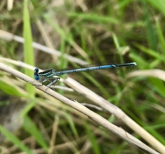 Platycnemis pennipes