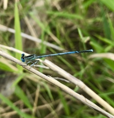 Platycnemis pennipes