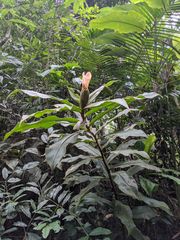 Costus acreanus