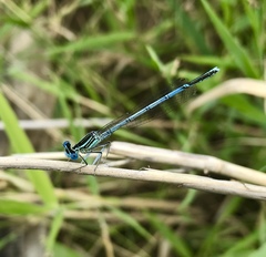 Platycnemis pennipes
