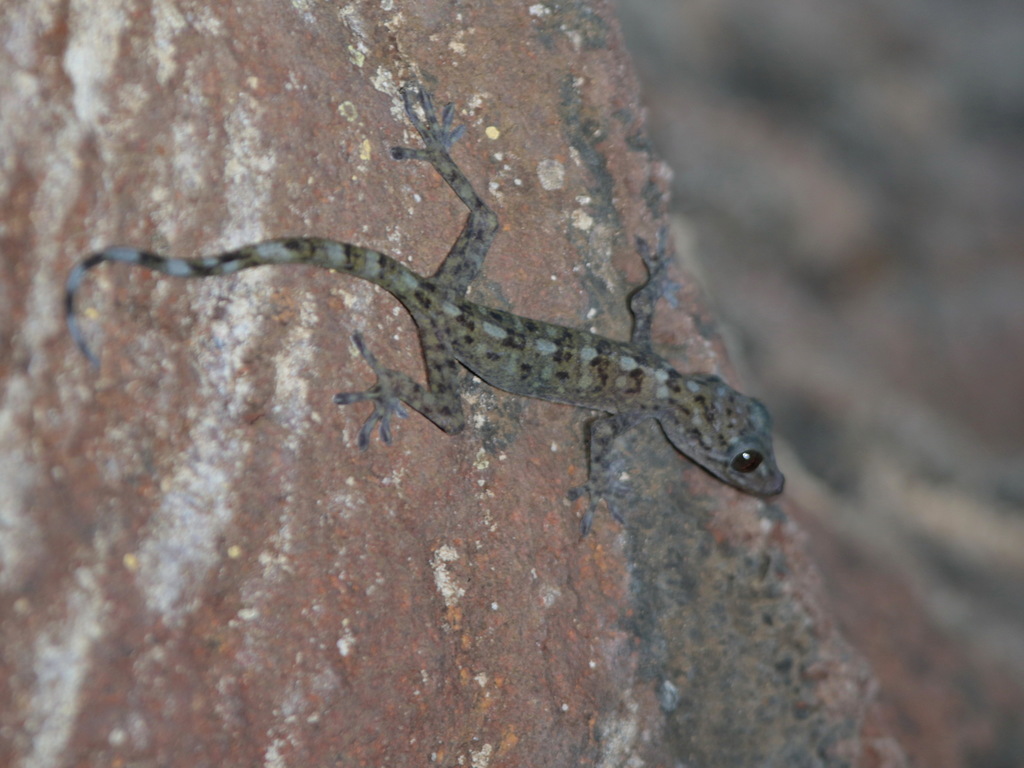 Phitsanulok Sandstone Gecko
