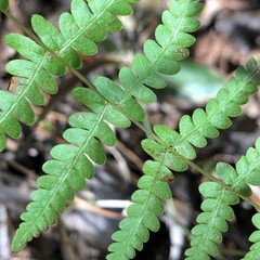 Thelypteris palustris pubescens