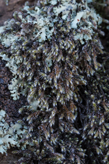 Hedwigia detonsa