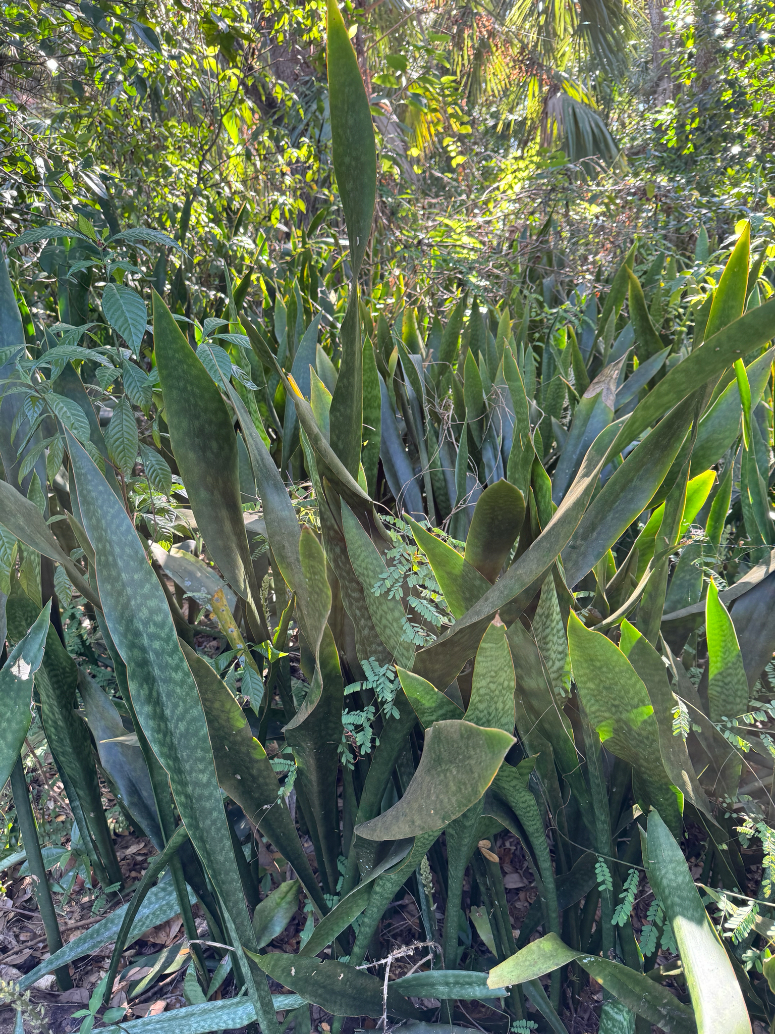 Dracaena Warneckii