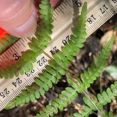 Thelypteris palustris pubescens