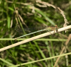 Platycnemis pennipes