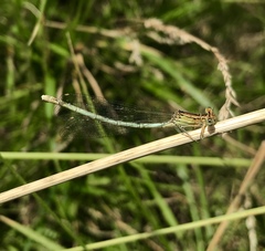 Platycnemis pennipes