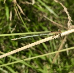 Platycnemis pennipes