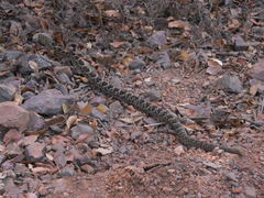 Crotalus basiliscus