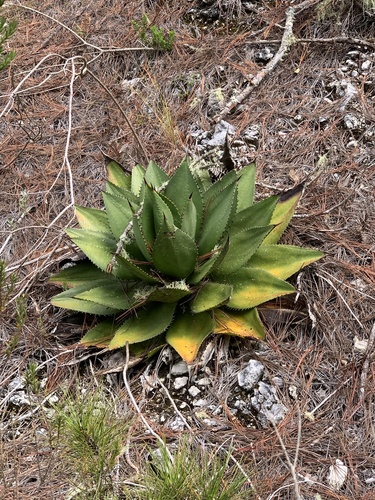 Agave intermixta