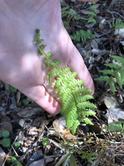 Thelypteris palustris pubescens