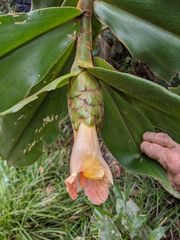 Costus acreanus
