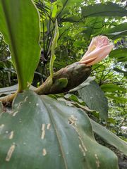 Costus acreanus