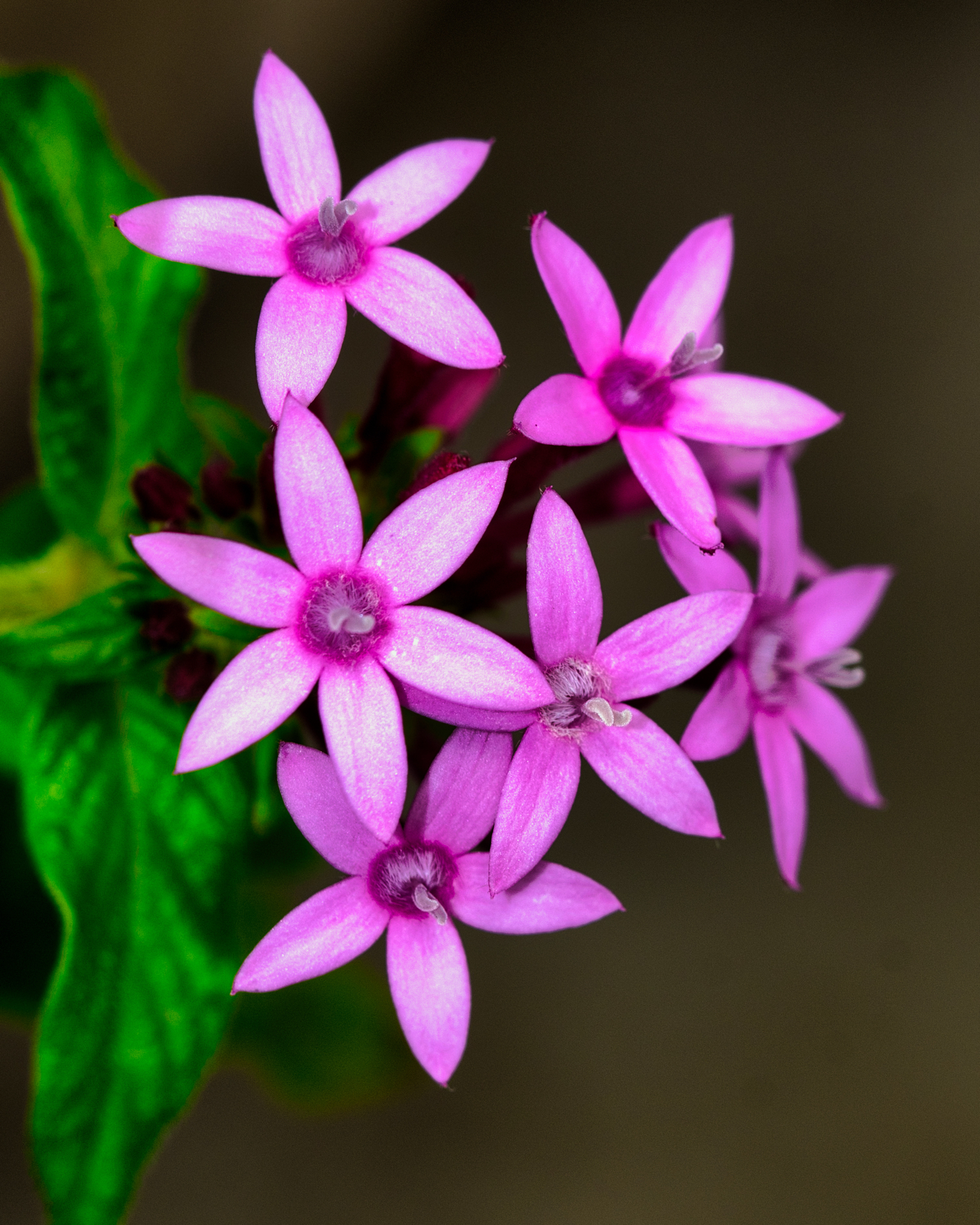 Pentas lanceolata
