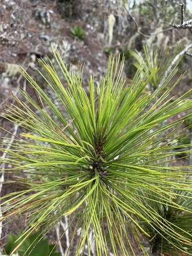 Pinus occidentalis, photograph 4