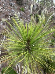 (c) Dairon Cuevas Riveras, some rights reserved (CC BY-SA) Pinus occidentalis, photograph (c) Dairon Cuevas Riveras, some rights reserved (CC BY-SA)