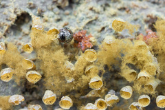 Agathidium discoideum