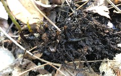 Thelypteris palustris pubescens