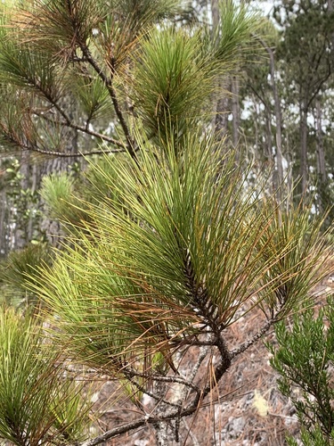 Pinus occidentalis, photograph 5