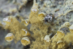 Agathidium discoideum