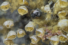 Agathidium discoideum