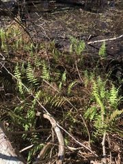 Thelypteris palustris pubescens