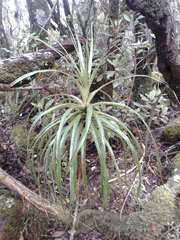Dracophyllum elegantissimum