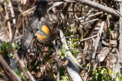 Paralucia pyrodiscus