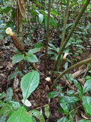 Costus acreanus