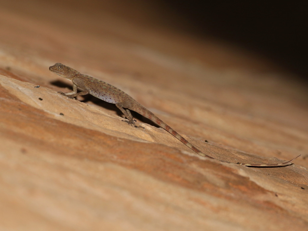 Phuwua Rock Agama
