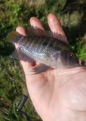 Cichlasoma bimaculatum